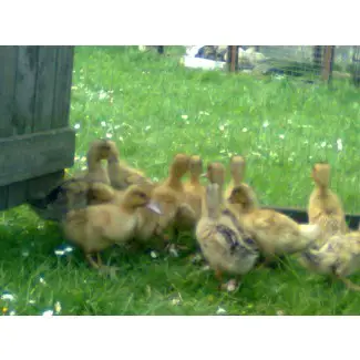  Patos, gallinas, gansos y gallineros en venta 
