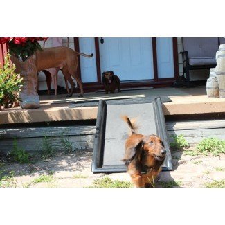  Diseño de rampa para perros al aire libre: mantener a las mascotas seguras con el exterior 